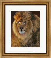 Power and Presence- African Lion Fine Art Print