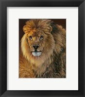 Power and Presence- African Lion Fine Art Print