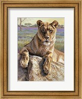 Serengeti Lioness Fine Art Print