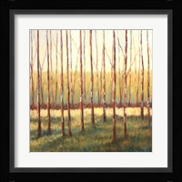 Grove of Trees Fine Art Print