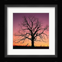 Arboral Afterglow Fine Art Print