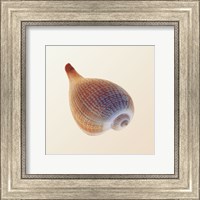 Fig Shell Fine Art Print