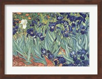 Irises in the Garden Fine Art Print