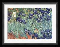 Irises in the Garden Framed Print