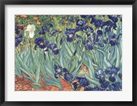 Irises in the Garden Framed Print