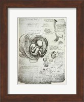 The Human Fetus in the Womb Fine Art Print