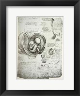 The Human Fetus in the Womb Fine Art Print