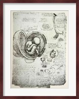 The Human Fetus in the Womb Fine Art Print