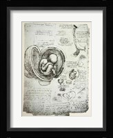 The Human Fetus in the Womb Fine Art Print