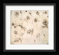Study of the Flowers of Grass-like Plants Fine Art Print