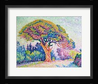 The Pine Tree at St. Tropez, 1909 Framed Print