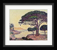 Umbrella Pines at Caroubiers, 1898 Fine Art Print