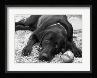 Playful Framed Print