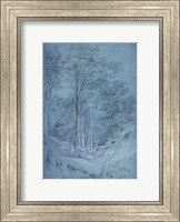 Study of ash and other trees Fine Art Print