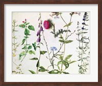 Eight Studies of Wild Flowers Fine Art Print