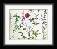 Eight Studies of Wild Flowers Fine Art Print