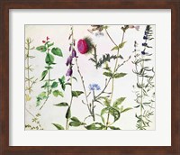 Eight Studies of Wild Flowers Fine Art Print