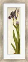 An Iris Fine Art Print