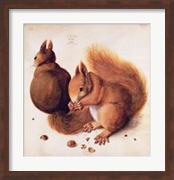 Squirrels, 1512 Fine Art Print