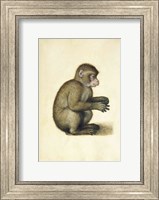 A Monkey Fine Art Print