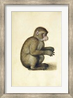 A Monkey Fine Art Print