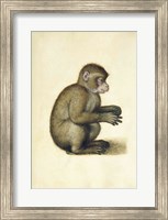 A Monkey Fine Art Print