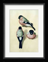Three studies of a bullfinch Fine Art Print