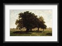 Holm Oaks, Apremont Fine Art Print