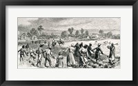 Labour in the Cotton Fields, Hoeing the Young Plants Fine Art Print