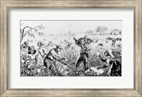 Picking Cotton on a Southern Plantation Fine Art Print