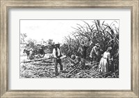 Cutting Sugar Cane in the South Fine Art Print