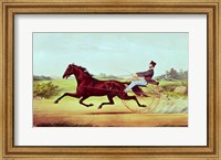 The Celebrated Horse Fine Art Print
