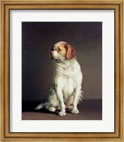 Portrait of a King Charles Spaniel Fine Art Print