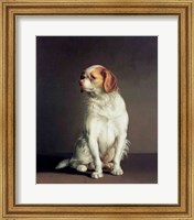 Portrait of a King Charles Spaniel Fine Art Print