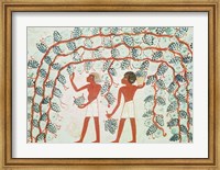 Picking grapes, from the Tomb of Nakht Fine Art Print