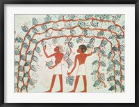 Picking grapes, from the Tomb of Nakht Fine Art Print
