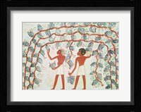 Picking grapes, from the Tomb of Nakht Fine Art Print
