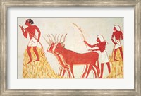 Using cows to trample wheat, from the Tomb of Menna Fine Art Print