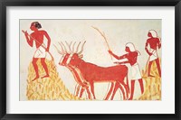 Using cows to trample wheat, from the Tomb of Menna Fine Art Print