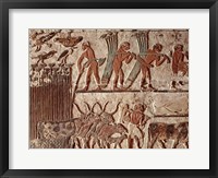 Harvesting papyrus and a group of cows, Old Kingdom Fine Art Print