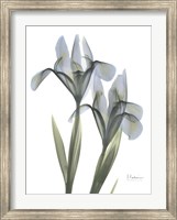 Blue Floral X-ray Iris Fine Art Print