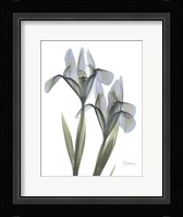 Blue Floral X-ray Iris Fine Art Print