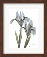 Blue Floral X-ray Iris Fine Art Print