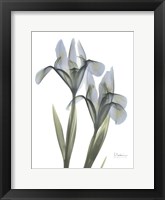 Blue Floral X-ray Iris Fine Art Print