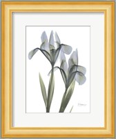 Blue Floral X-ray Iris Fine Art Print