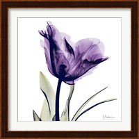 X-ray Royal Purple Parrot Tulip Fine Art Print
