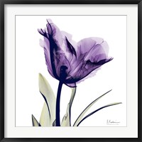 X-ray Royal Purple Parrot Tulip Fine Art Print