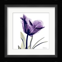 X-ray Royal Purple Parrot Tulip Fine Art Print