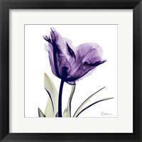 X-ray Royal Purple Parrot Tulip Framed Print