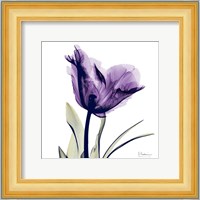 X-ray Royal Purple Parrot Tulip Fine Art Print